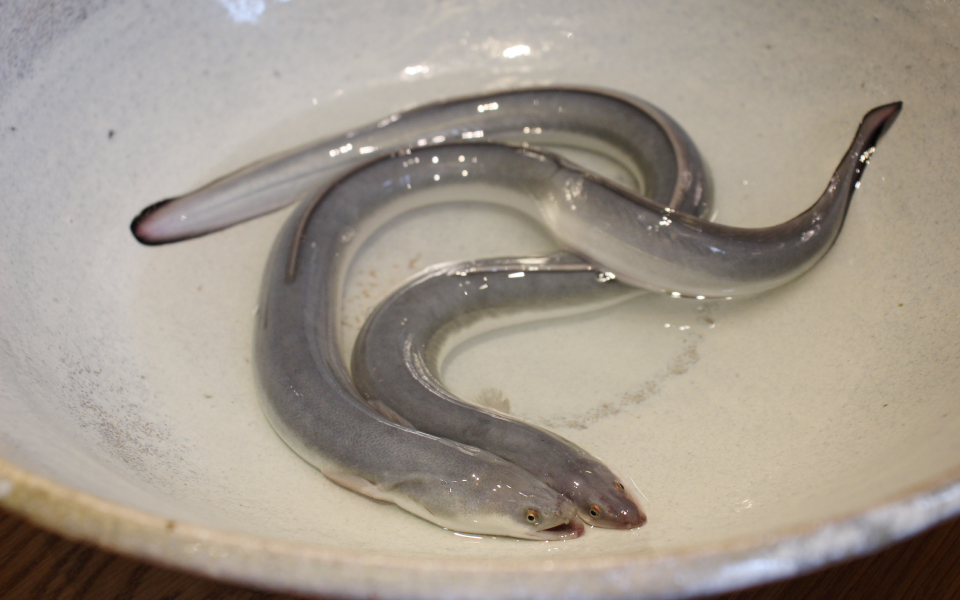 うなぎ